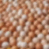 An array of egg filler variations showcasing different colors and textures.