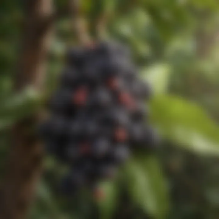 Close-up of acai berry clusters on a tree