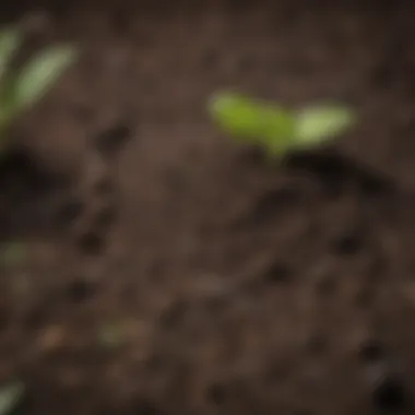 Nourishing Soil for Growth Close-up of rich, dark soil ready for planting