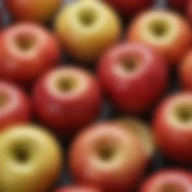 Sliced apples showcasing their texture and color differences