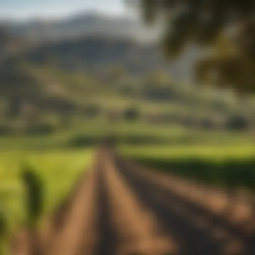 A panoramic view of lush vineyards in California's wine country