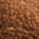 Close-up of Clear Creek lentils showcasing their unique texture