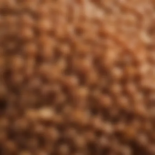 Close-up of Clear Creek lentils showcasing their unique texture