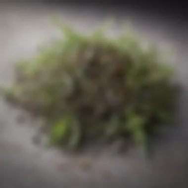 An assortment of individual herbs used in the blend