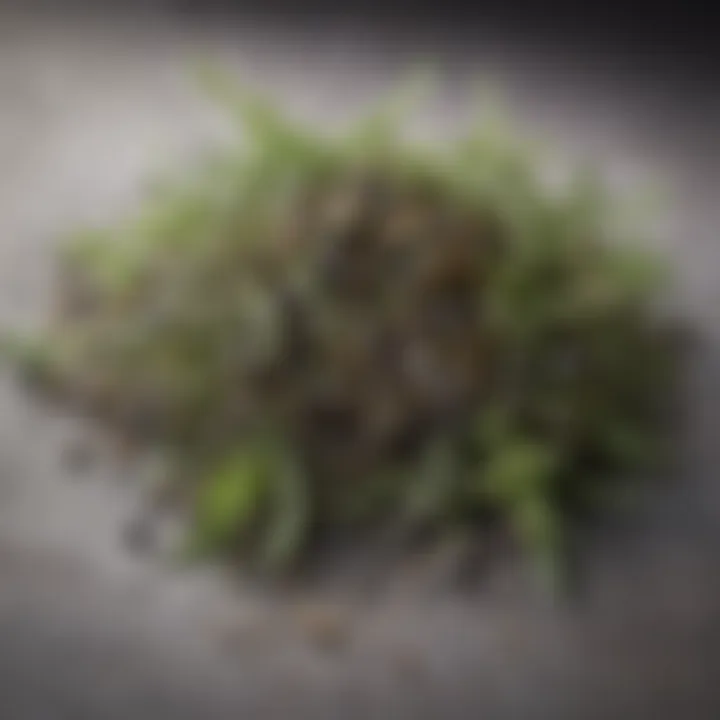 An assortment of individual herbs used in the blend