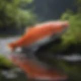 Koho salmon in its natural habitat