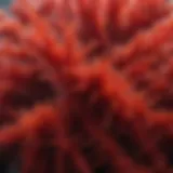 Close-up view of vibrant red Irish sea moss with water droplets