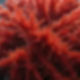 Close-up view of vibrant red Irish sea moss with water droplets