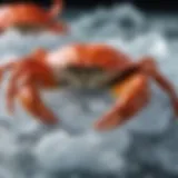 A close-up of a fresh crab placed on a bed of ice, showcasing its vibrant colors and intricate details.