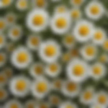 An arrangement of chamomile flowers, known for their calming effects.