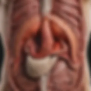 Understanding the Digestive System Diagram illustrating the digestive system and burping process