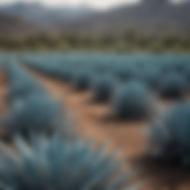 A serene landscape showcasing the blue agave plants from which Don Julio tequila is made.