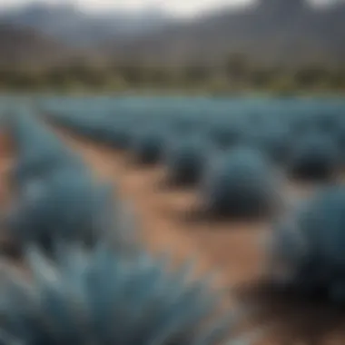 Blue Agave Fields A serene landscape showcasing the blue agave plants from which Don Julio tequila is made.