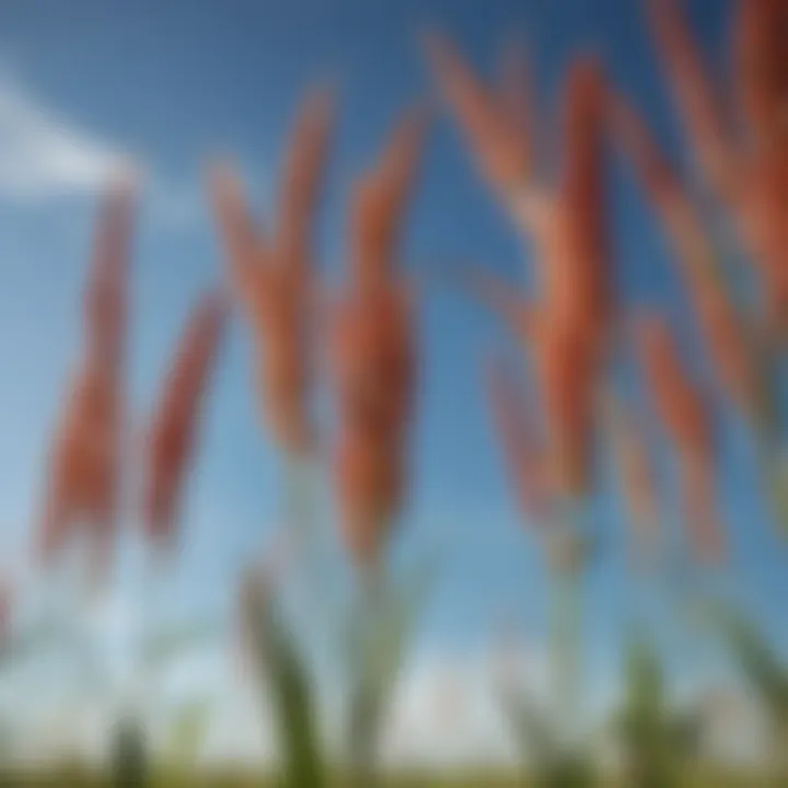 A field of sorghum swaying in the breeze under a clear blue sky