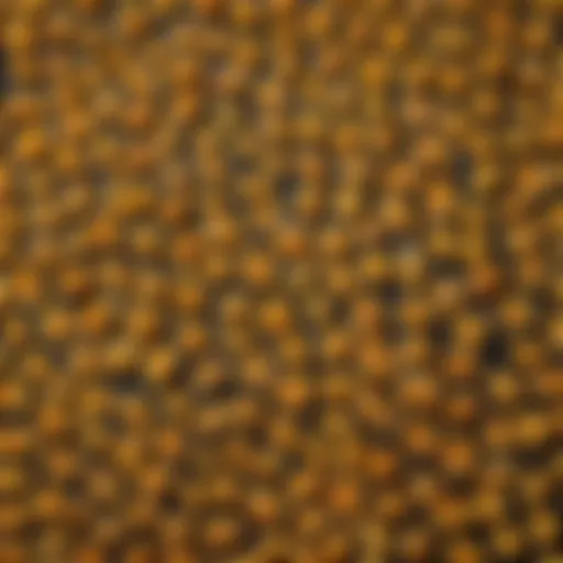 A vibrant display of various unique pasta shapes arranged artistically.