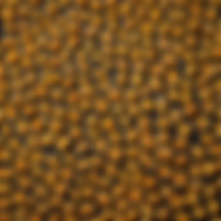 A vibrant display of various unique pasta shapes arranged artistically.