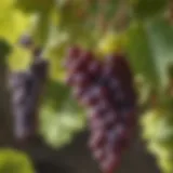 Vibrant grapes on a vine