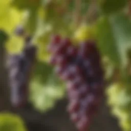 Vibrant grapes on a vine