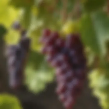 Vibrant grapes on a vine