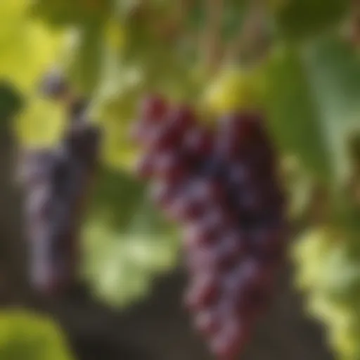 Vibrant grapes on a vine