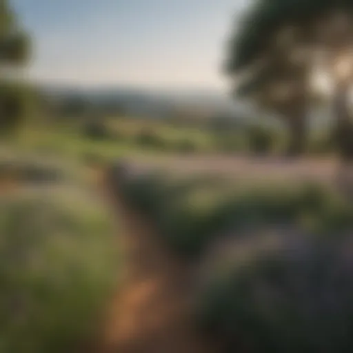 A lush field of herbs native to Provence