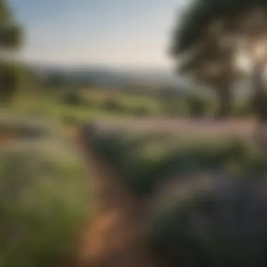 The Lush Fields of Provence A lush field of herbs native to Provence