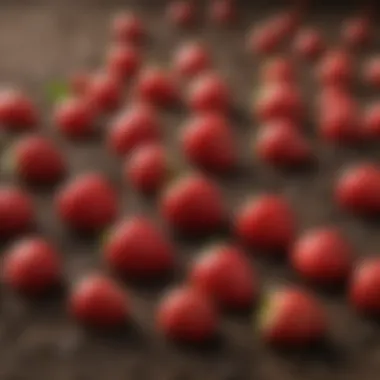 Close-up of strawberry seeds and soil preparation