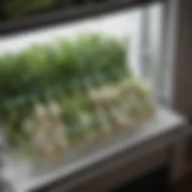 Refrigerator Crisper Drawer for Green Onions Green onions displayed in a refrigerator crisper drawer