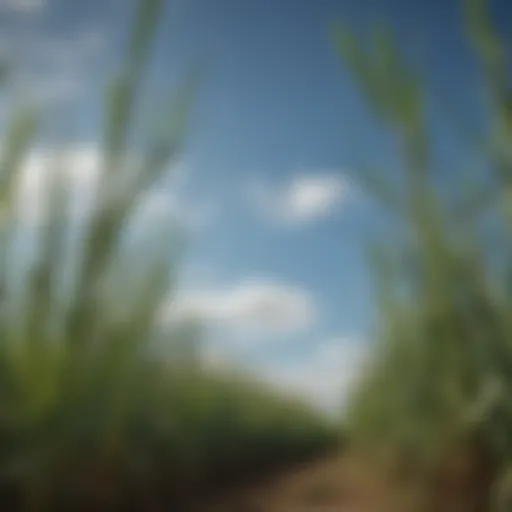 A close-up view of sugar cane fields against a clear blue sky.