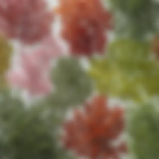 A vibrant selection of various seaweed types displayed artistically