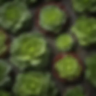 Benefits of Lettuce Companion Planting Illustration depicting the benefits of companion planting with lettuce