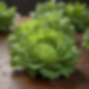 Lettuce and Herbs Partnership Close-up of lettuce thriving alongside beneficial herbs