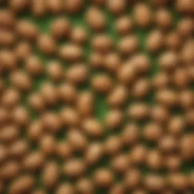 Close-Up of Peanuts A close-up of peanuts with a vibrant green backdrop