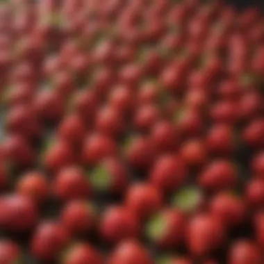 Seasonal Harvest of Strawberries Seasonal strawberry harvest in the field