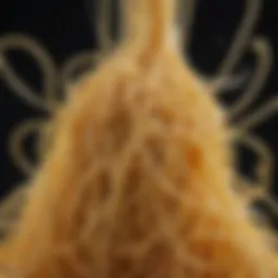 Close-up of spaghetti strands showcasing texture