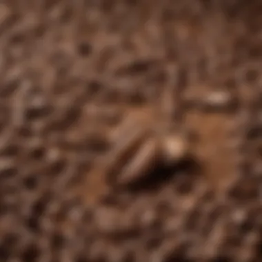 Close-up of freshly ground coffee beans ready for brewing