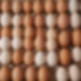 Visual comparison of Just Egg and standard eggs side by side