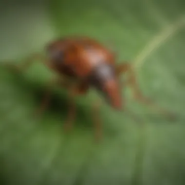 Close-up view of tiny brown bug on leaf