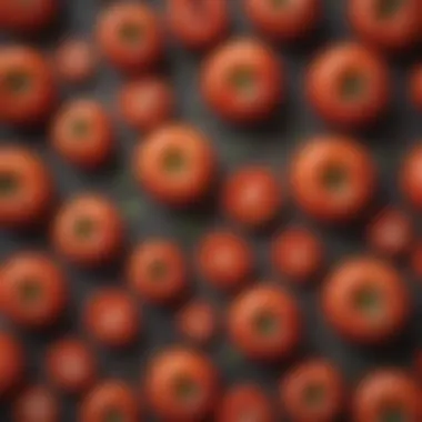 Illustration of the allergenic compounds in tomatoes Visual representation of tomato allergens