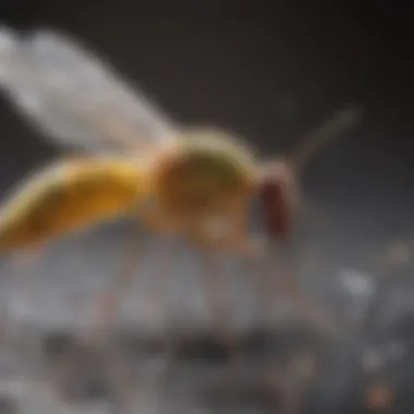 Gnat Behavioral Patterns and Their Preferences Behavioral patterns of gnats