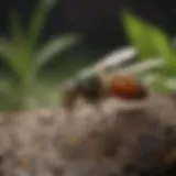 Natural repellents for gnats