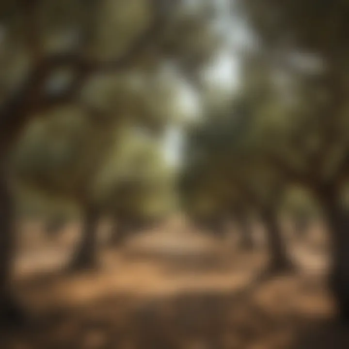 A picturesque landscape of an olive grove in Greece, showcasing ancient trees and vibrant greenery