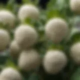 A close-up view of mature white strawberry plants showcasing their unique color and structure