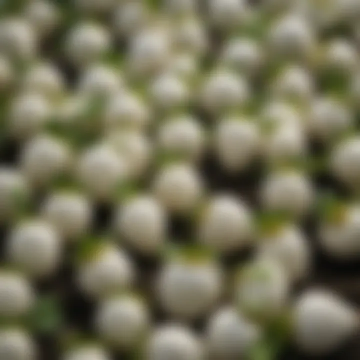 A selection of reputable nurseries and online retailers specializing in unique plant varieties, including white strawberries